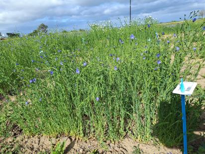 Click for 1 image(s) for this accession.